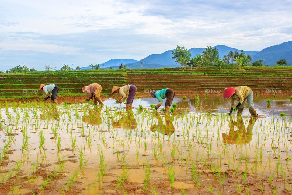 Morning Women Activity Planting Rice fields