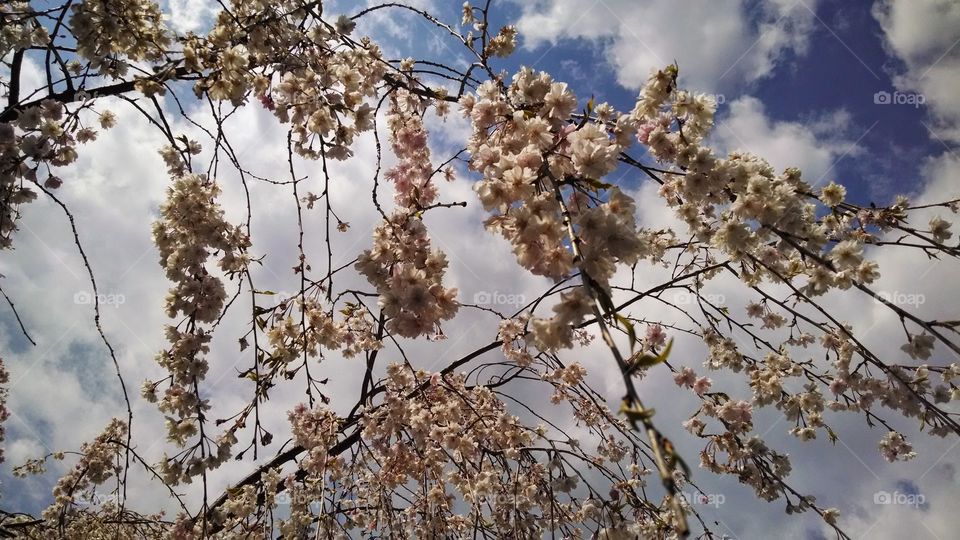 sky high cherry blossoms