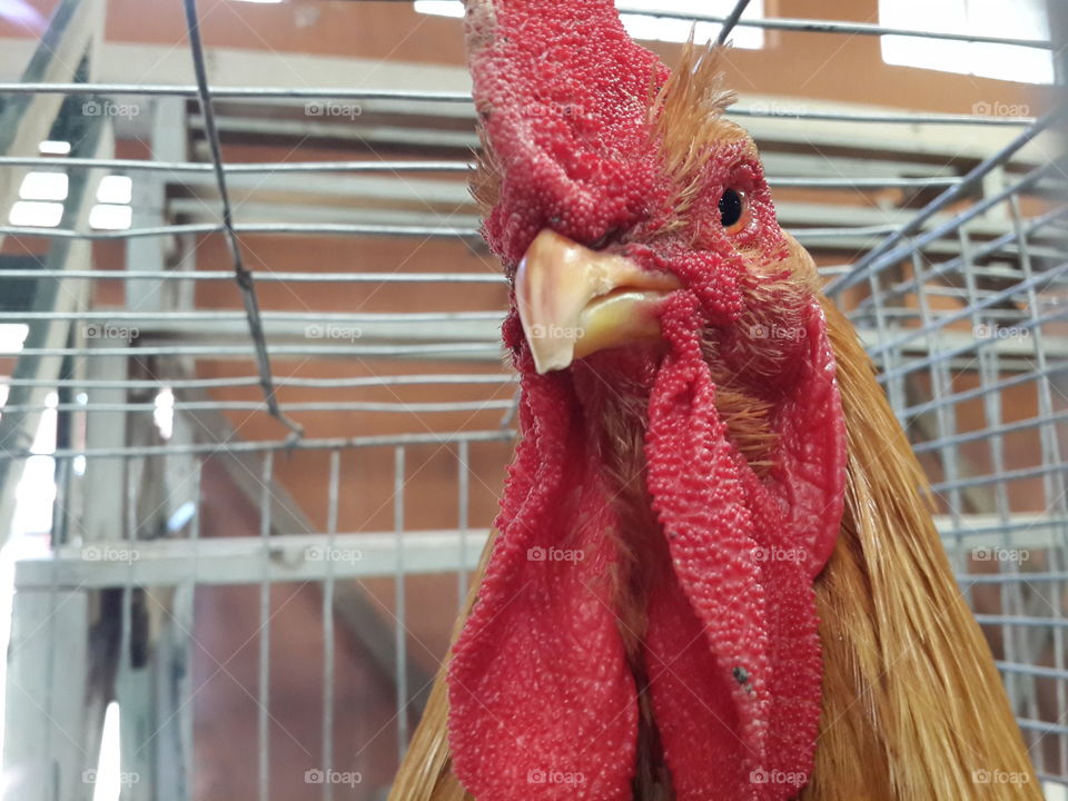 rooster