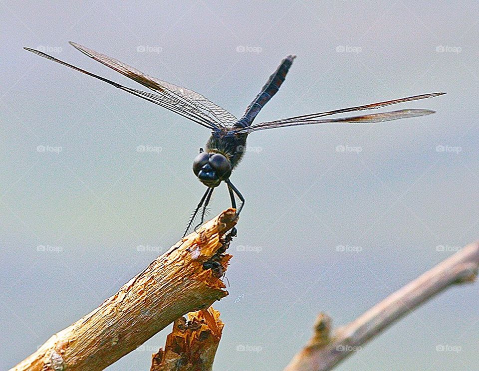Dragonfly 