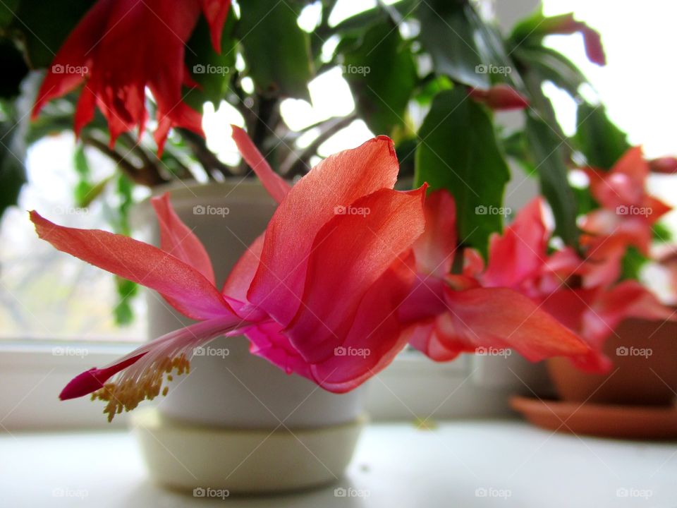 Decembrist flower (common name - Zygokaktus, botanical - Schlumberger) comes from South America.