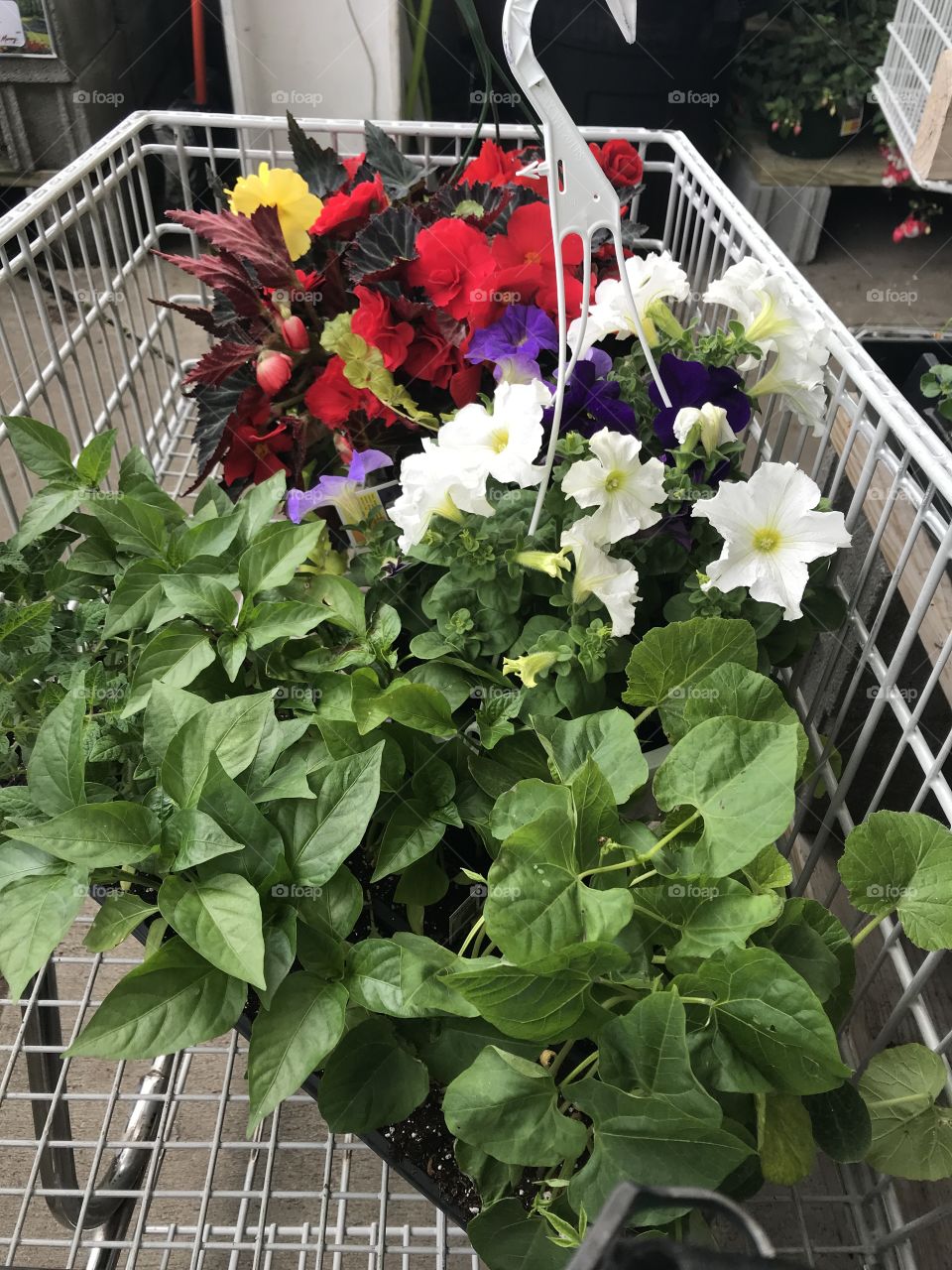 Plant shopping cart full of flowers 