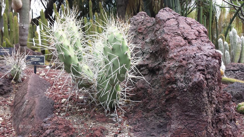 Cactus, Nature, Flora, Desert, Garden