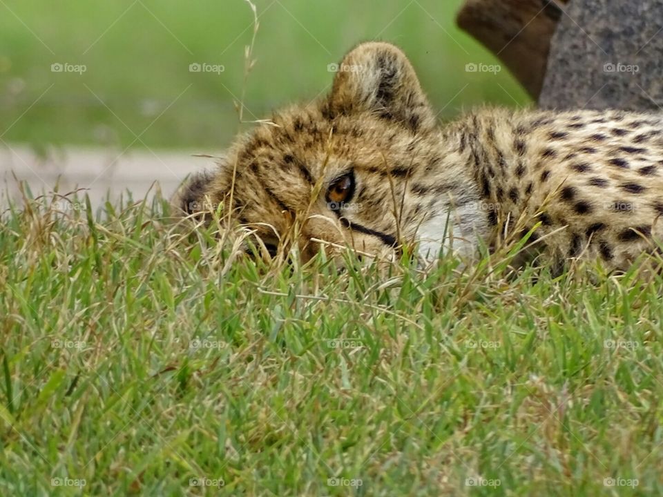 Cheetah cub in the Savannah