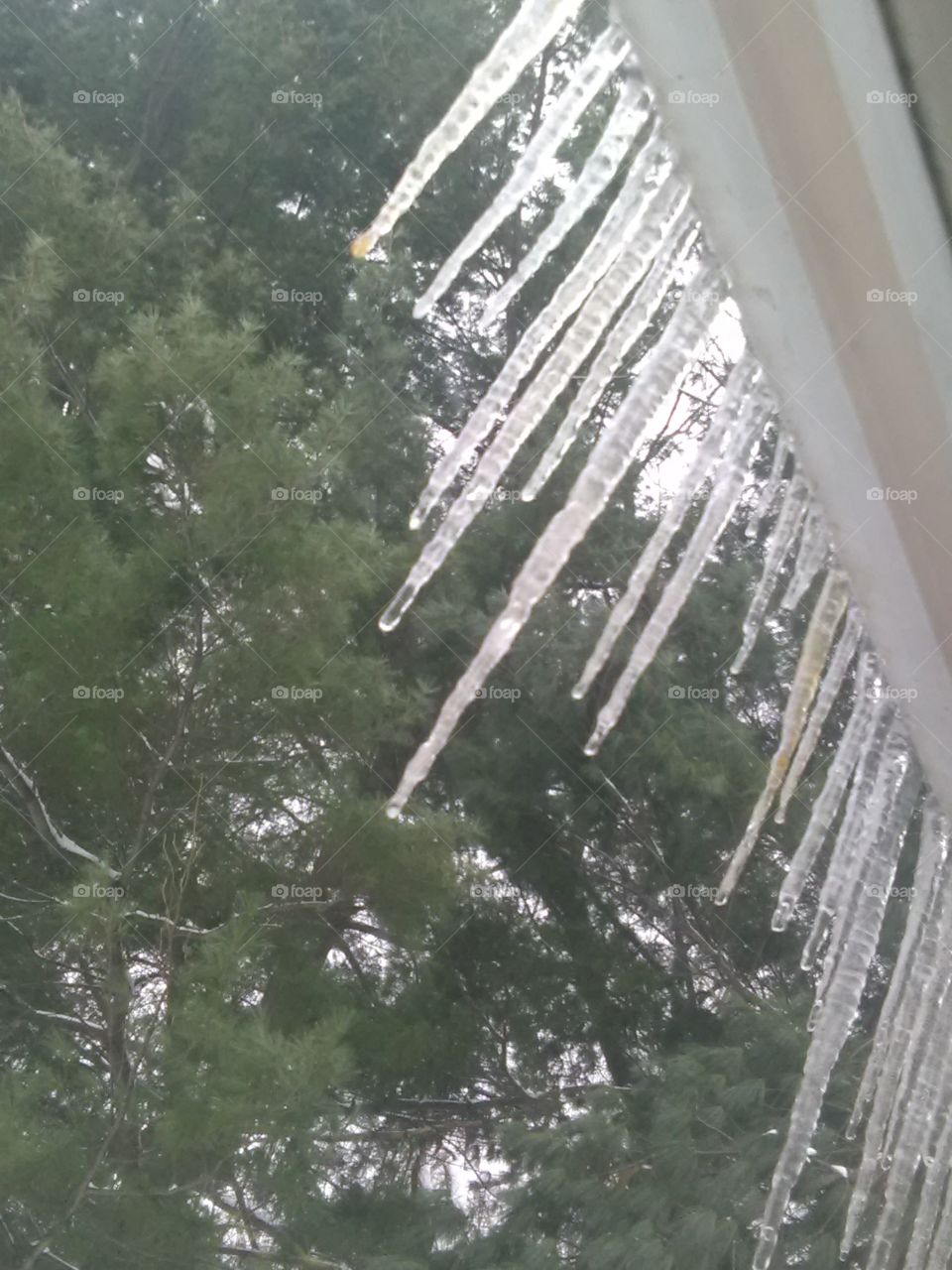 Icicles and Pines