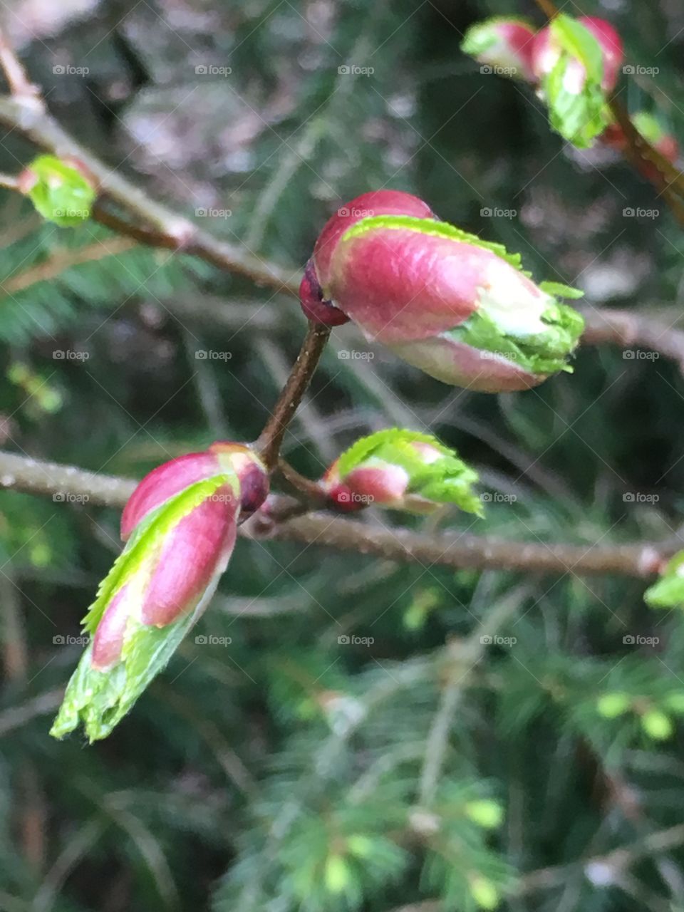 blooming leaves