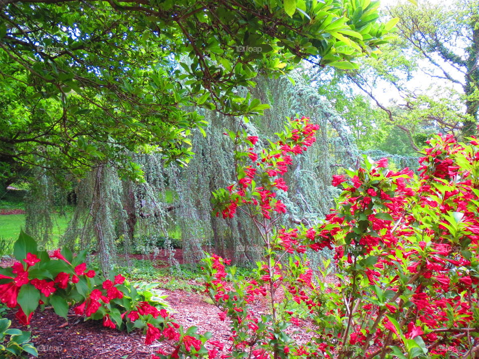 Silver strands. Silver over Pink