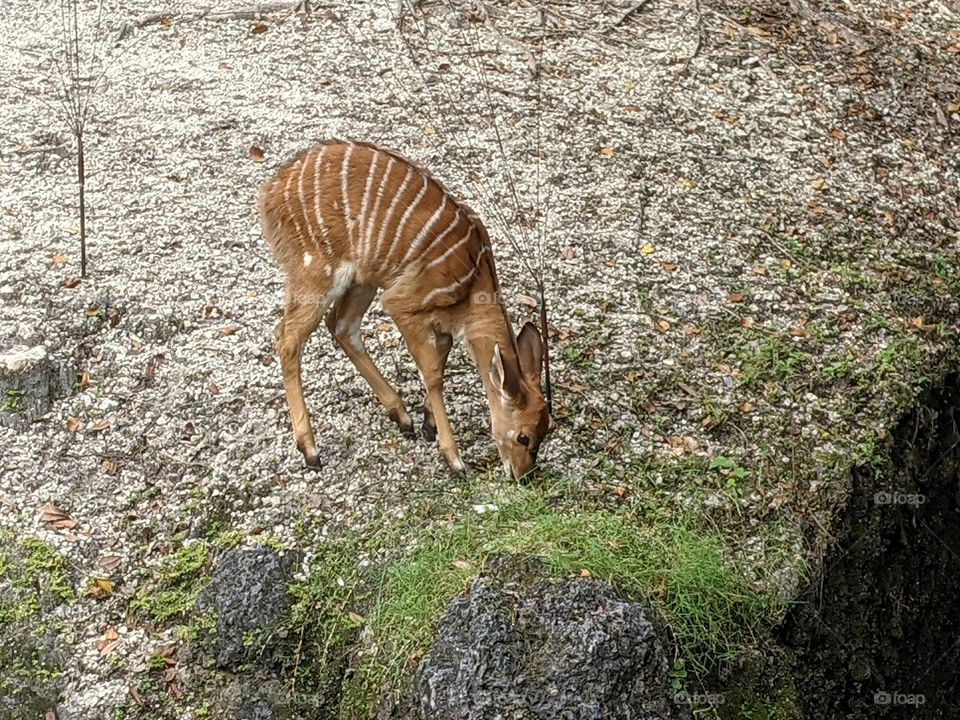 Baby animal at Zoo Miami
