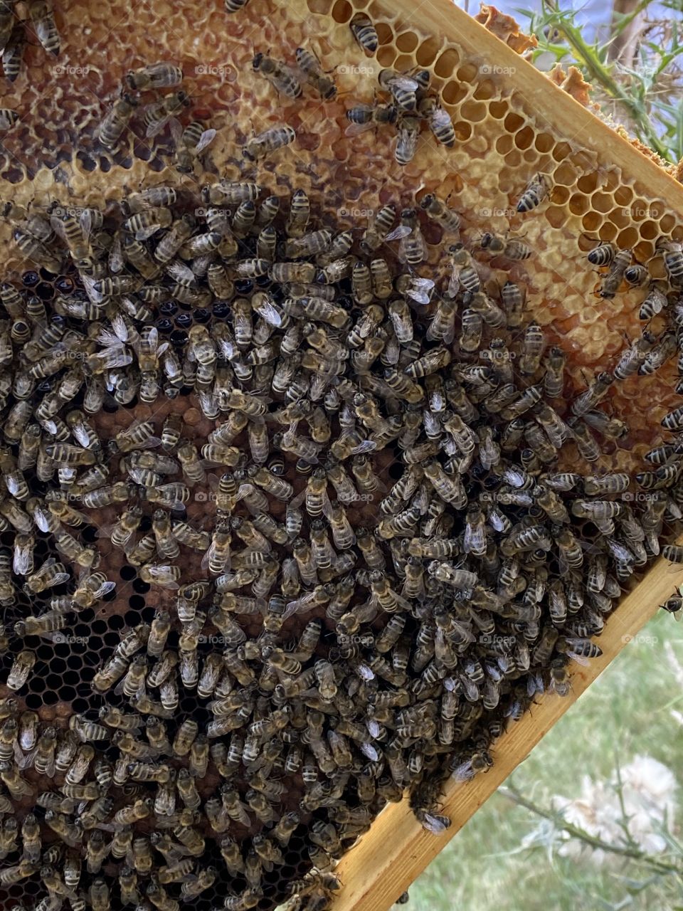 Honeybees on a honeycomb 