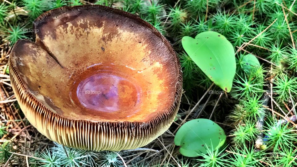 Cool mushroom