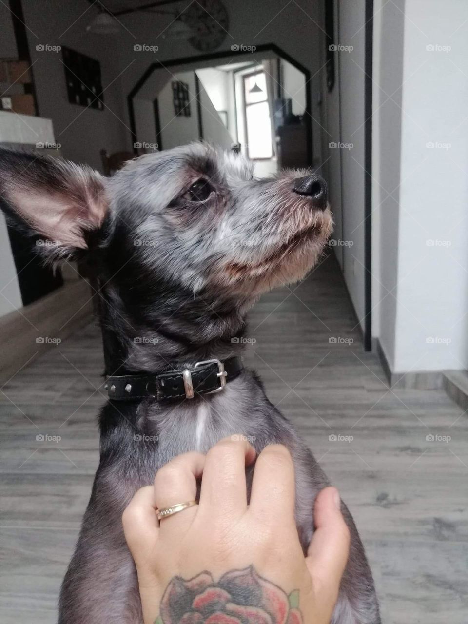 Un chien prétentieux