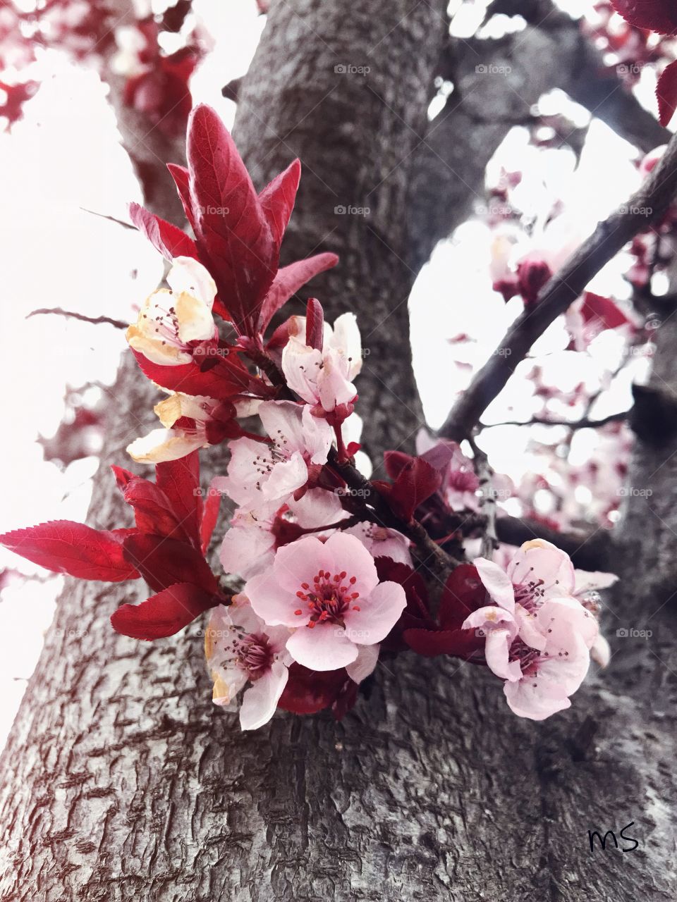 “Cherry Blossom” ¡me encanta esta flor! Absolutely beautiful! 