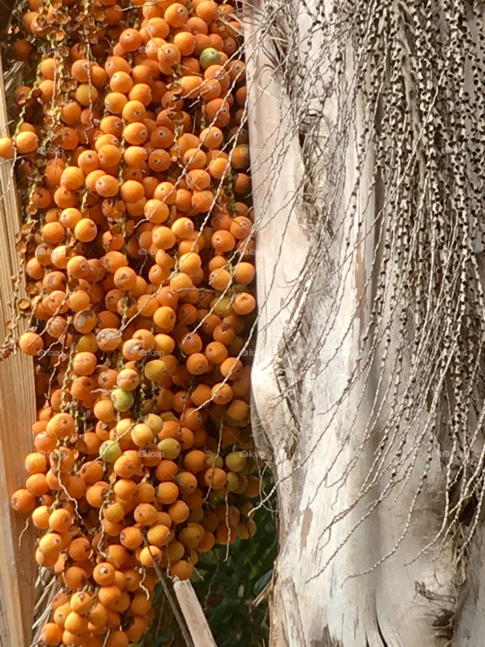 Closeup palm tree fruit, orange colour