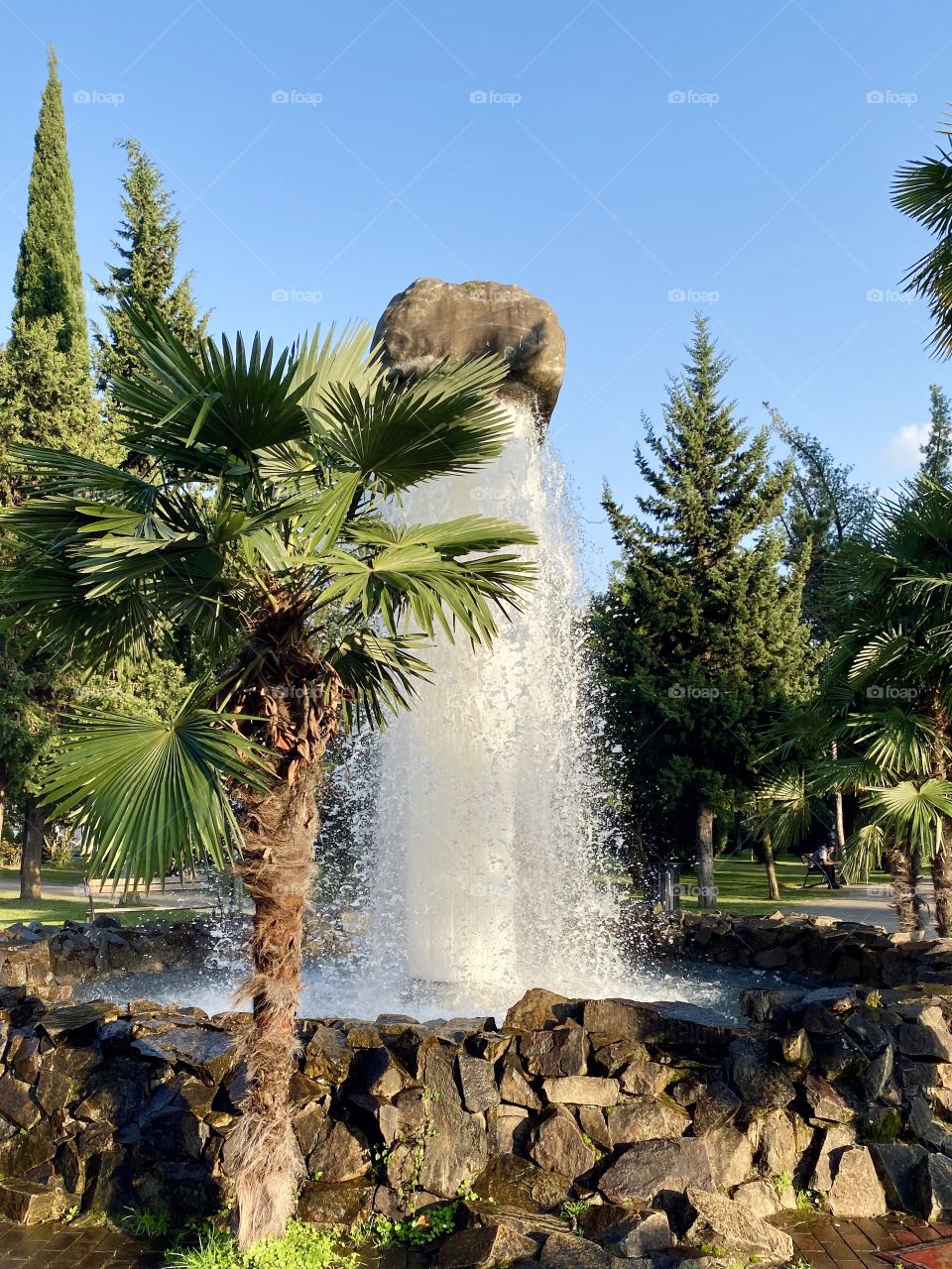 Palm tree in front of fountain 