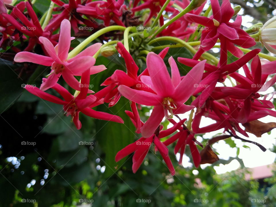 red flowers