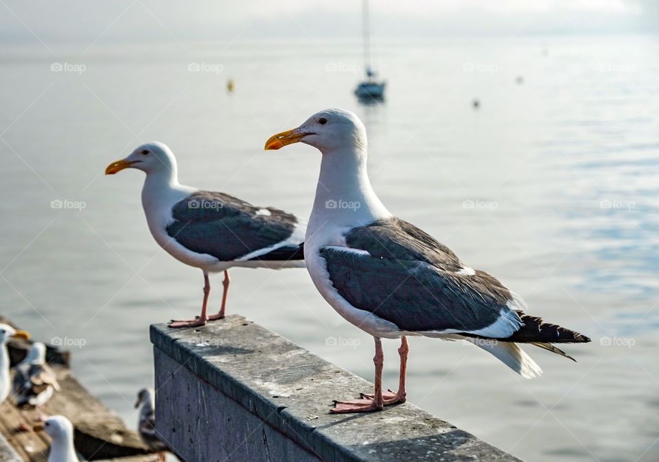 Seagulls, Monterey California.