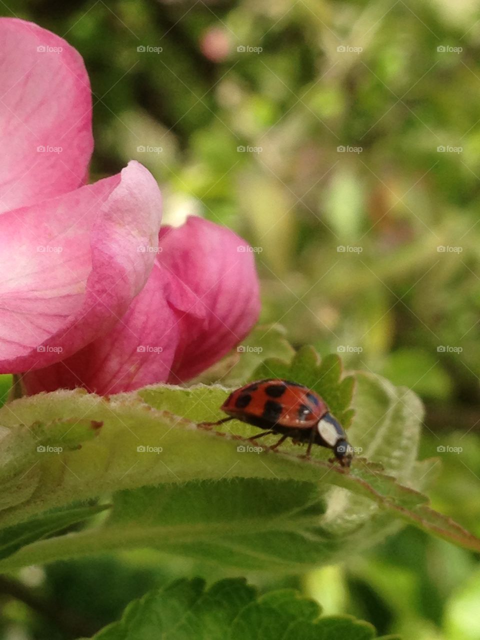 Lady bug