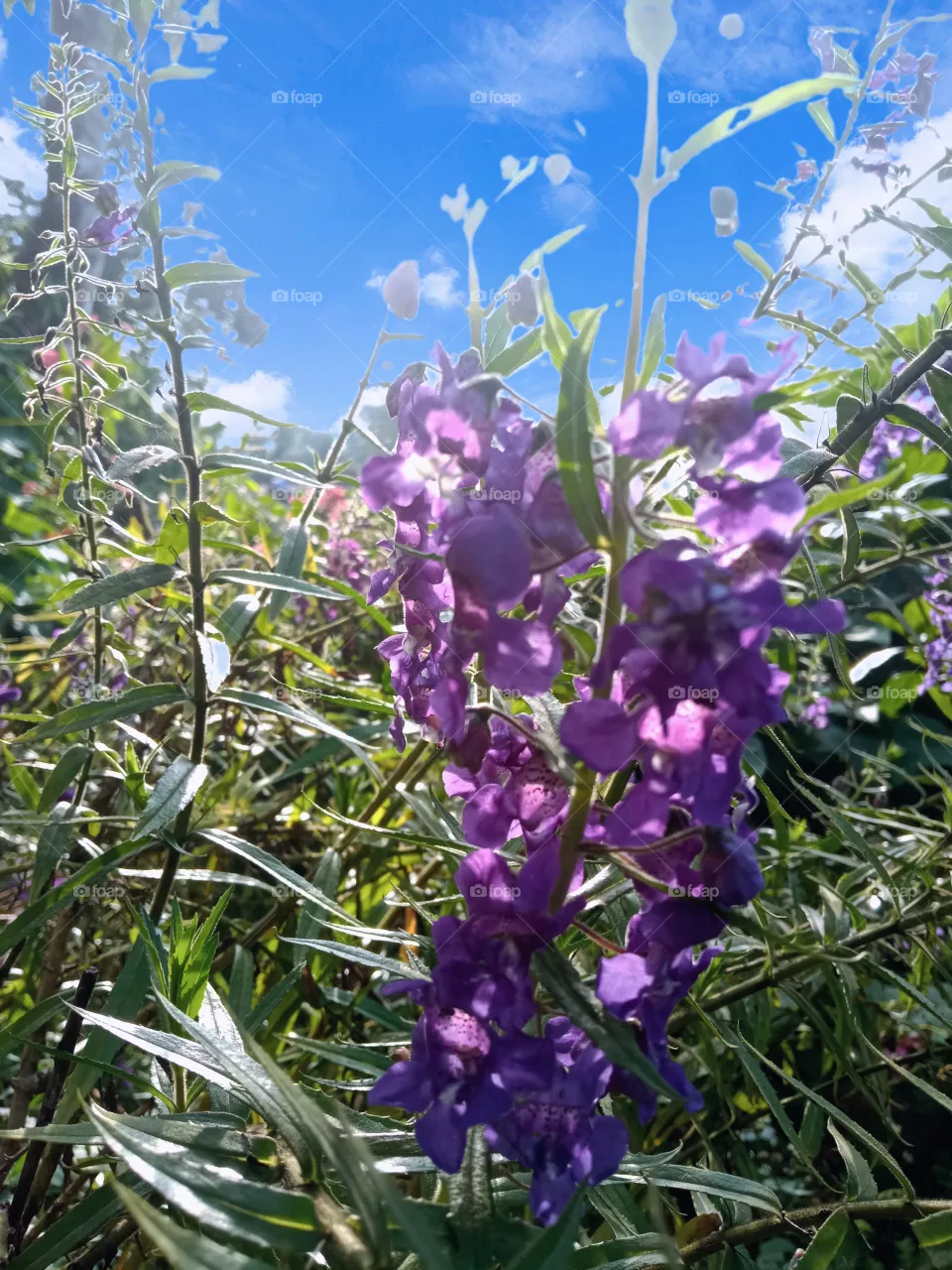 flower