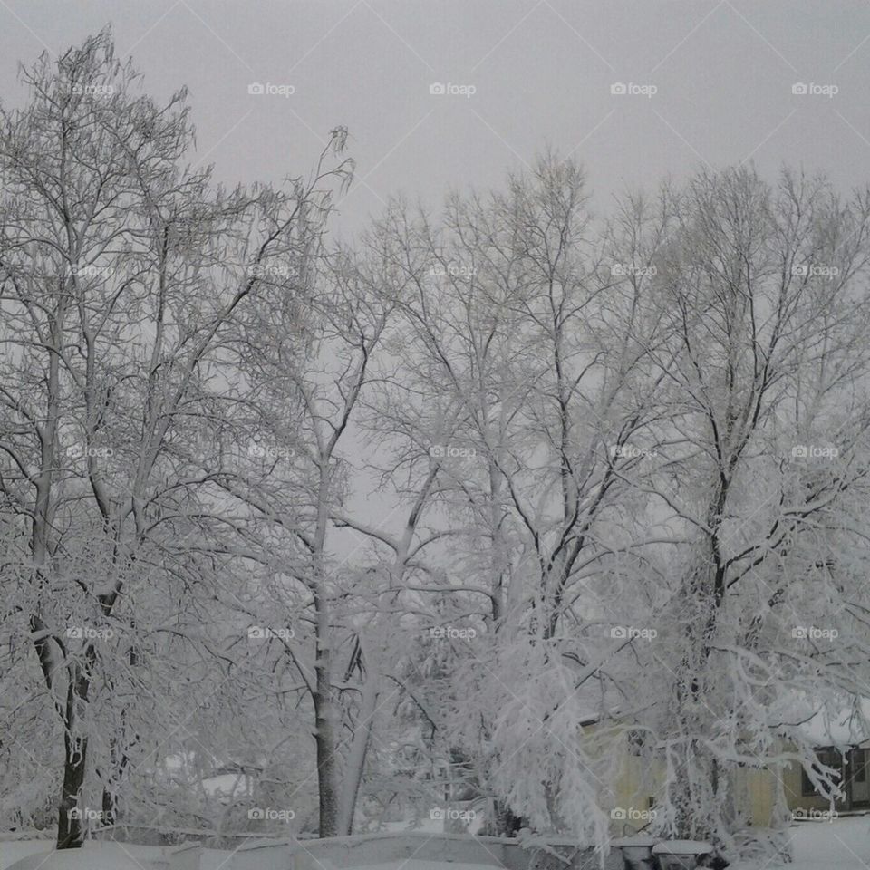 Snowy Trees