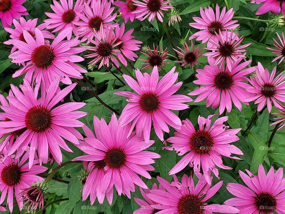 Burst of purple coneflower in July