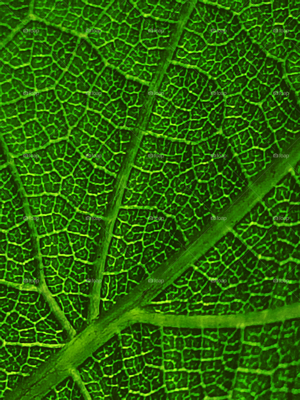 Extreme close-up of green leaf