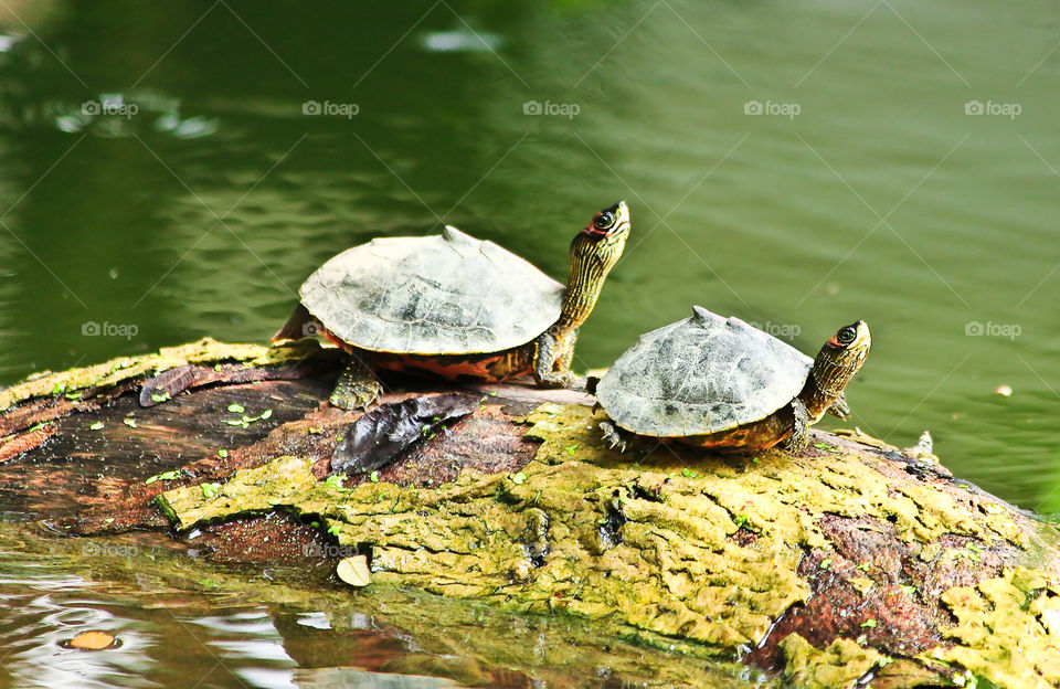 Indin pond turtle is symbol of good natural beauty.