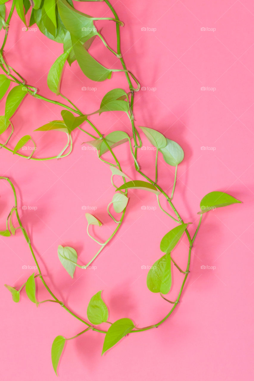 Bright green neon leaves of a plant at a bright pink neon wall