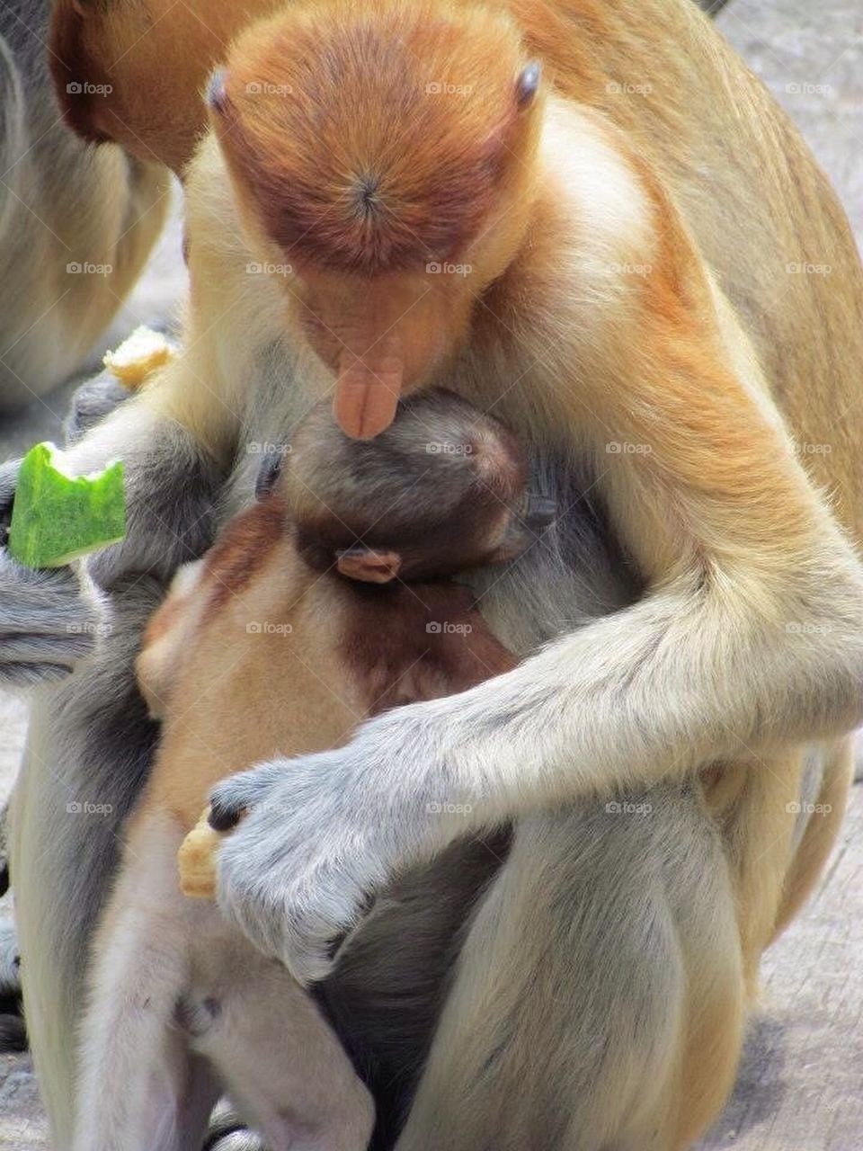 Proboscis Monkey love