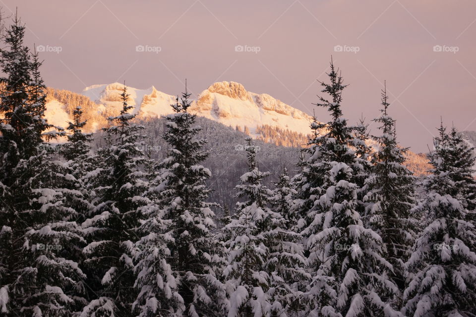 Sapins enneigés au soleil couchant (Haute-Savoie - France)