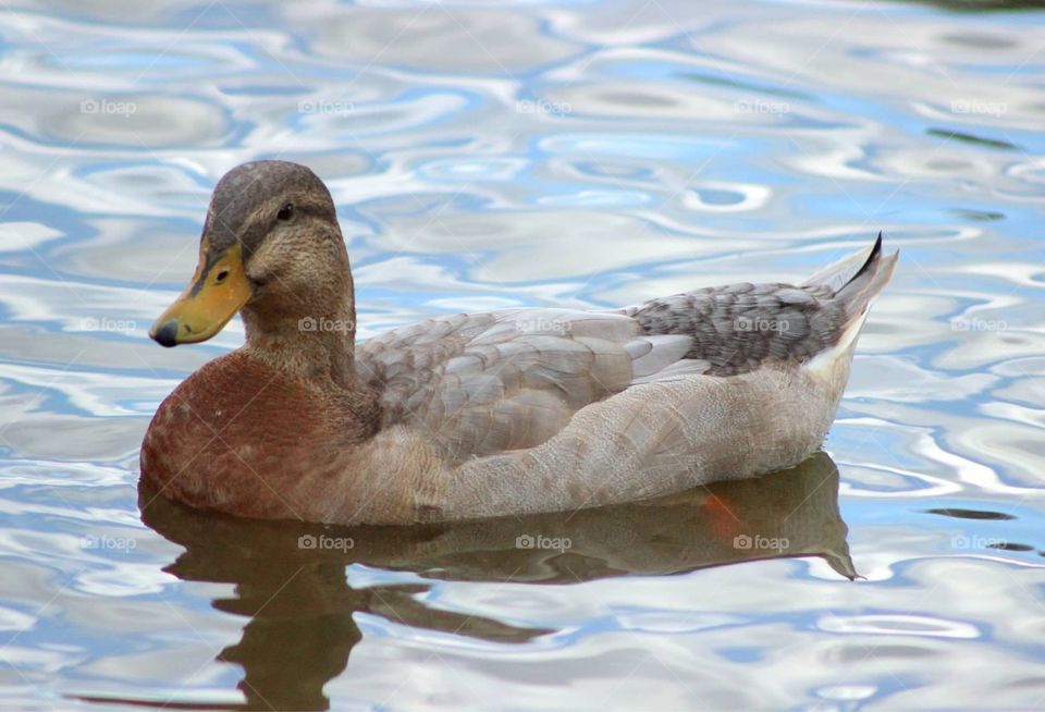 Duck in a pond. . Lone duck floating around in a pond. 