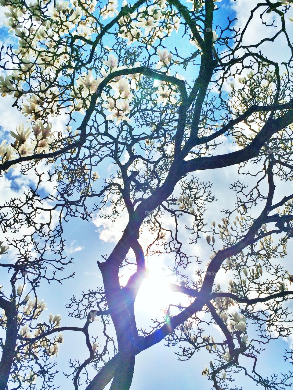 Tree branches. Tree branches with magnolia flowers