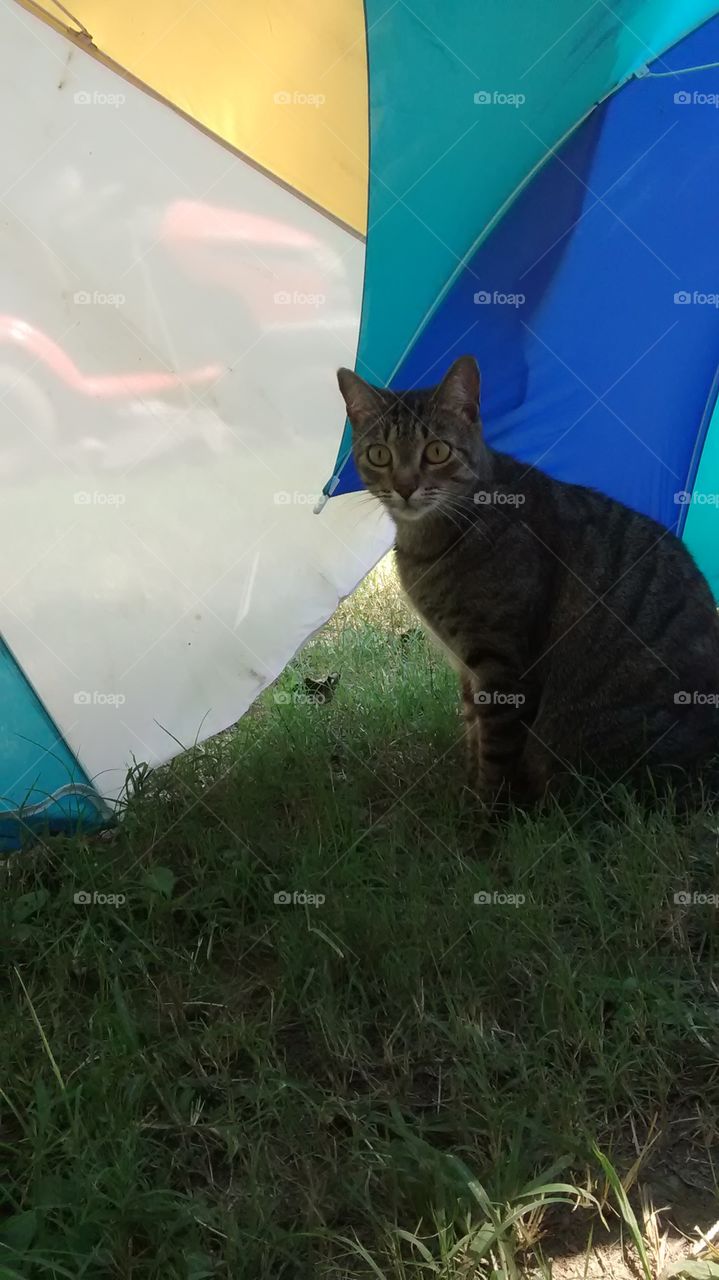 Cat Sitting Under Umbrella