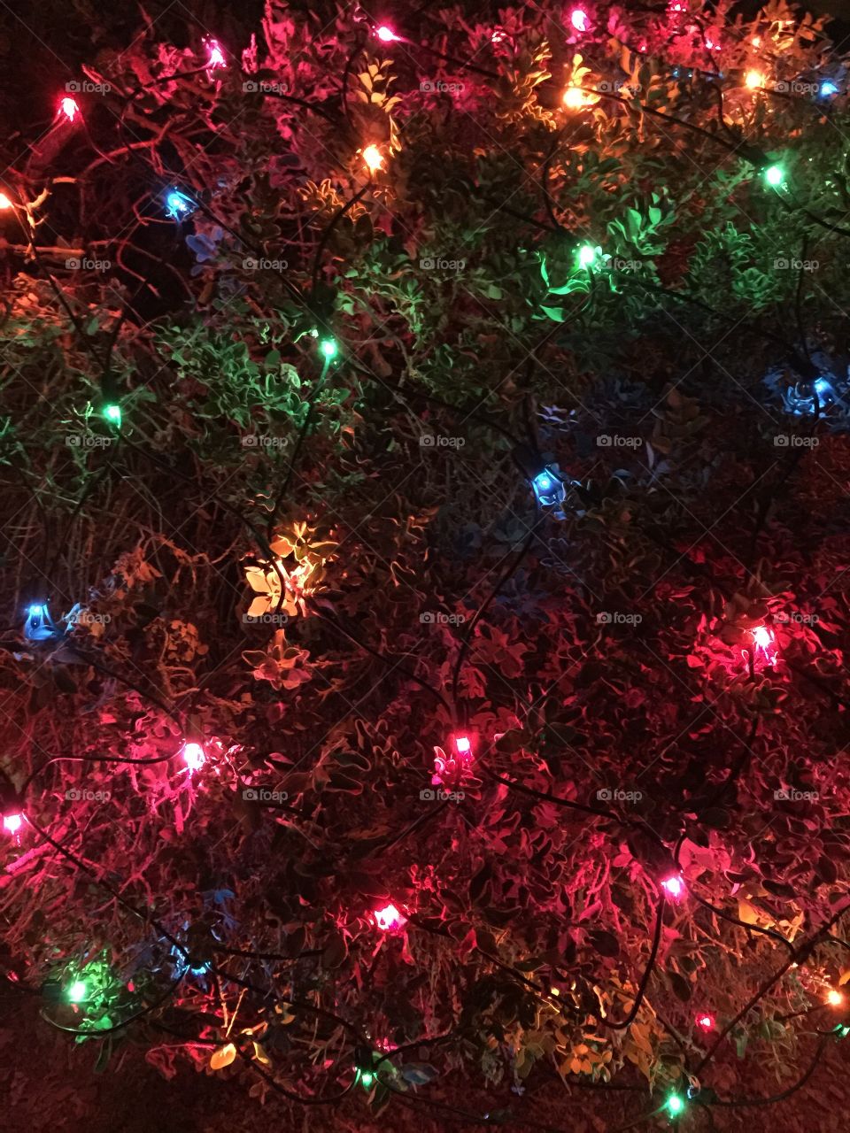 Christmas lights