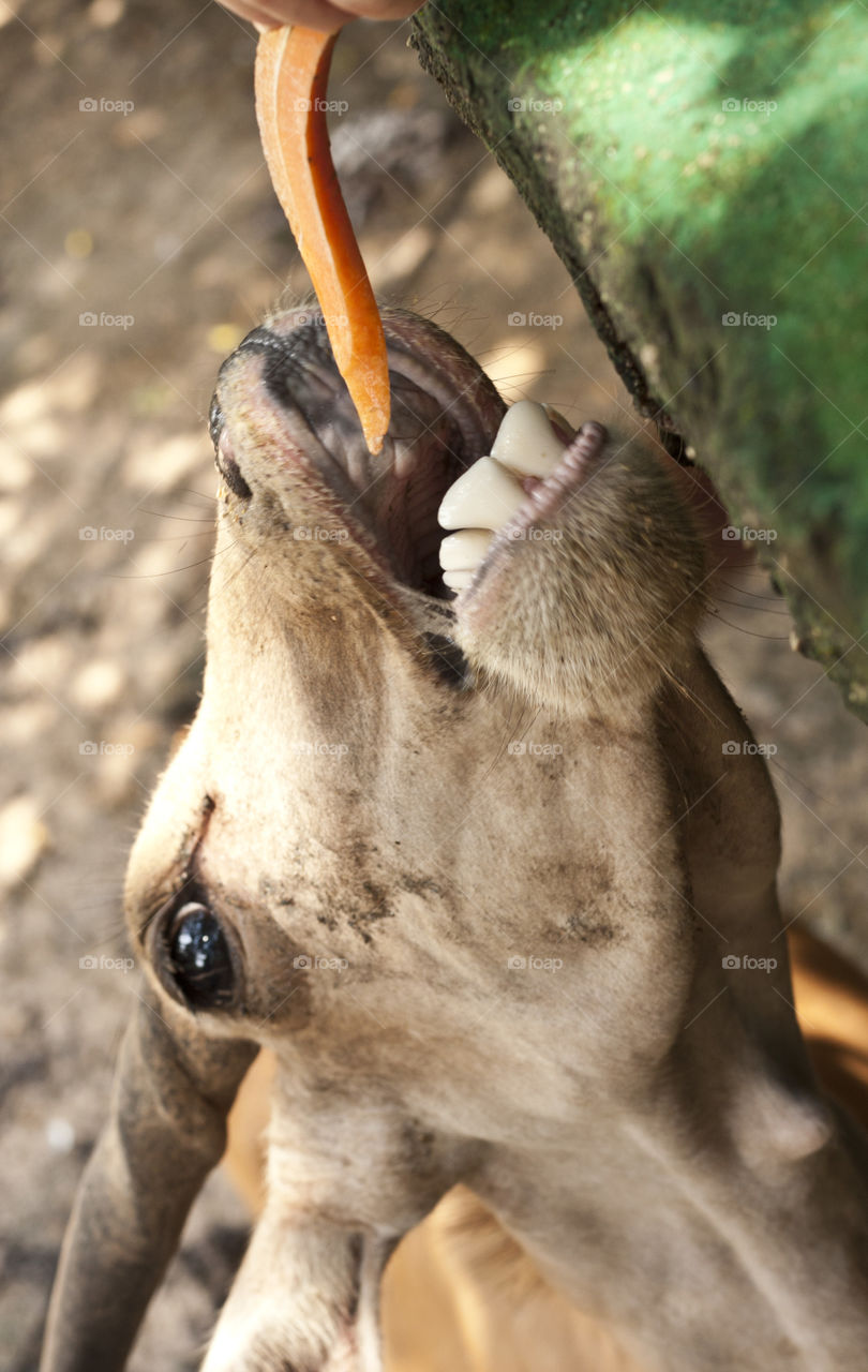 This is from a recent trip to the Puerto Vallarta Zoo. We were so close to the animals through out our walk that I never had to switch out my 50mm lens. This big guy loved his carrots.