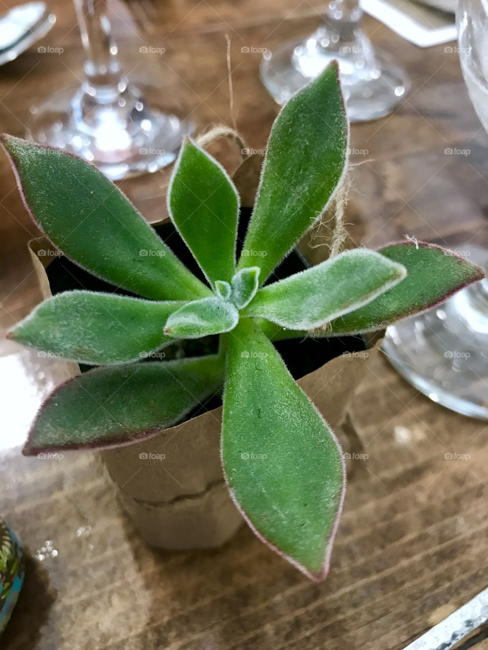 Small bright green succulent on wooden table