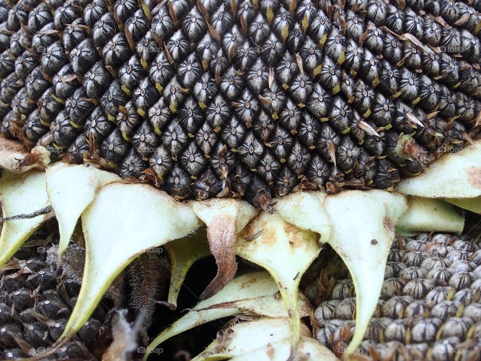 Full frame shot of sunflower seeds