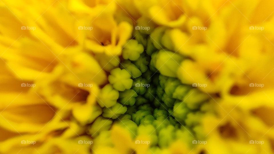 Beautiful yellow flower with a triangle shape inside