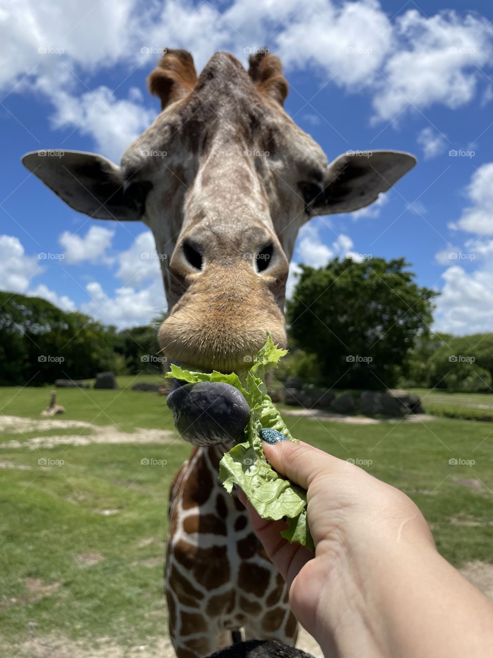 Feedings a giraffe 