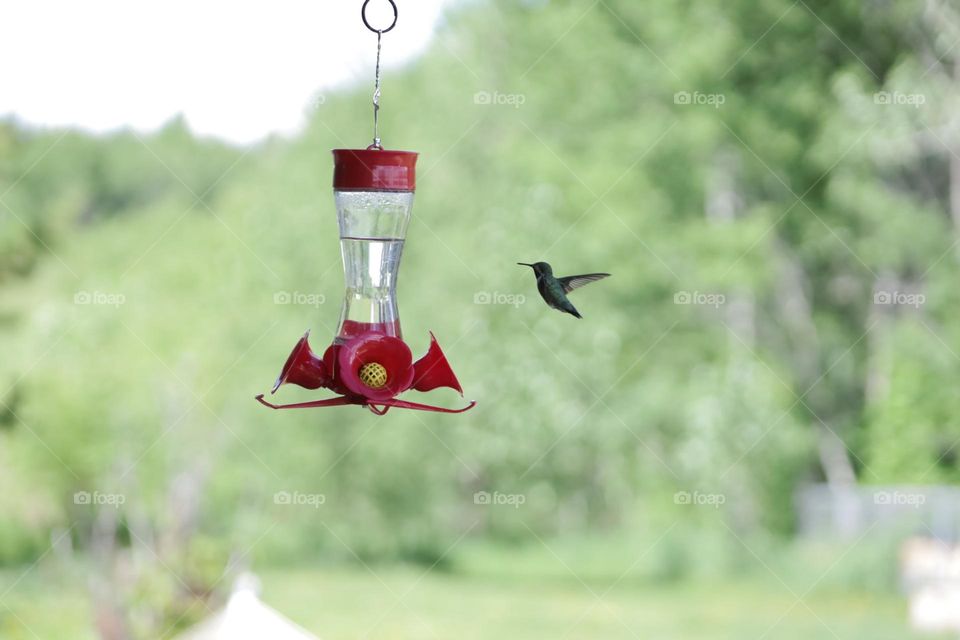 Hummingbird