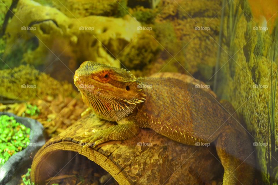 A happy dragon lizard