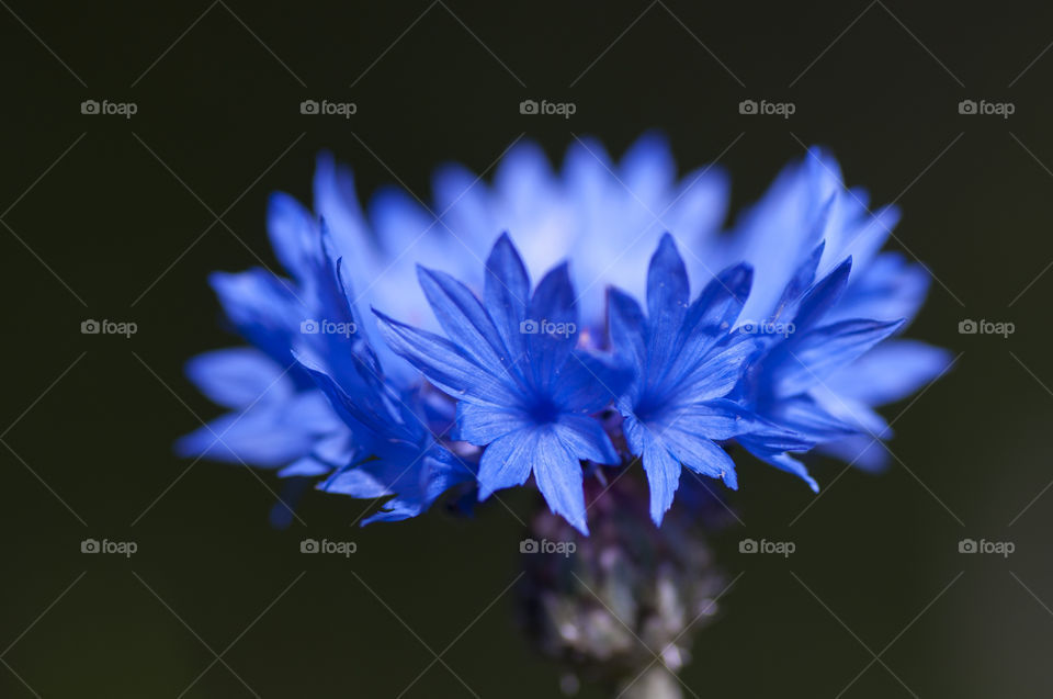 Cornflower on black background close up