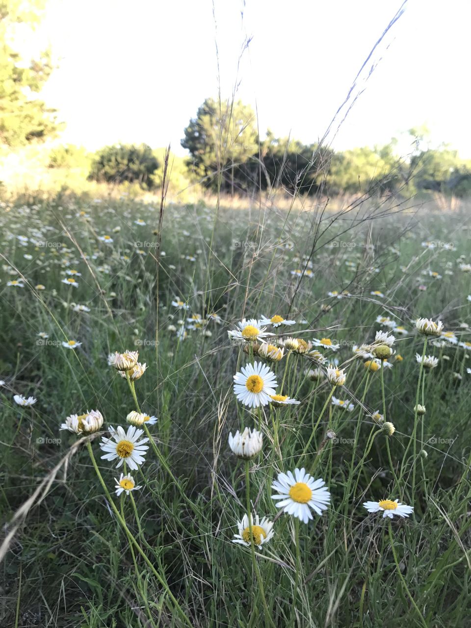 Daisy field