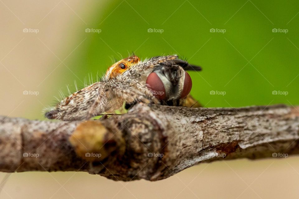 Spider hunting fly