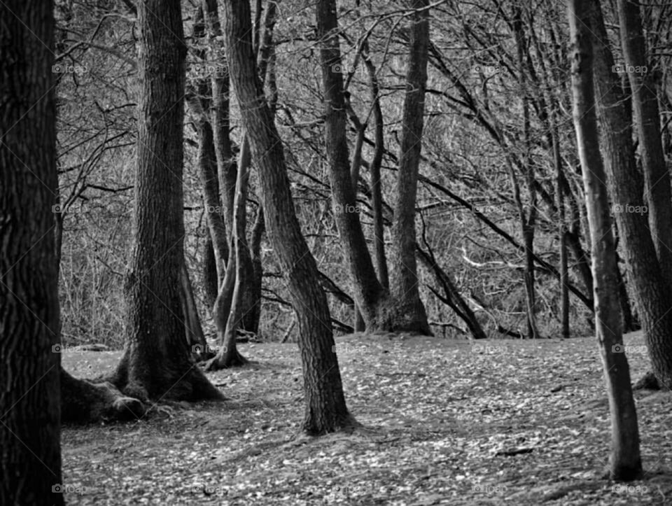 Black&White Forest 