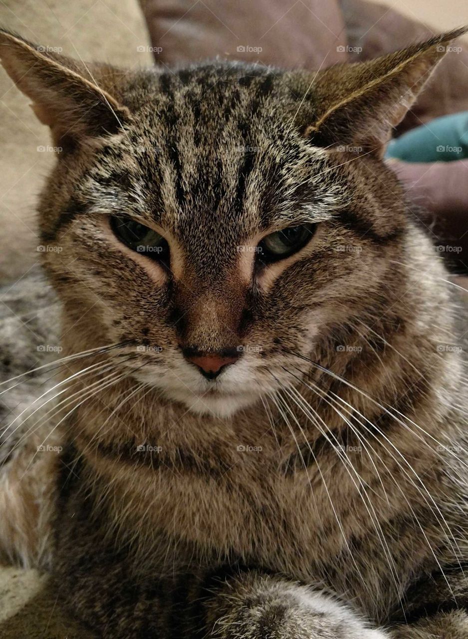 Tabby with annoyed look