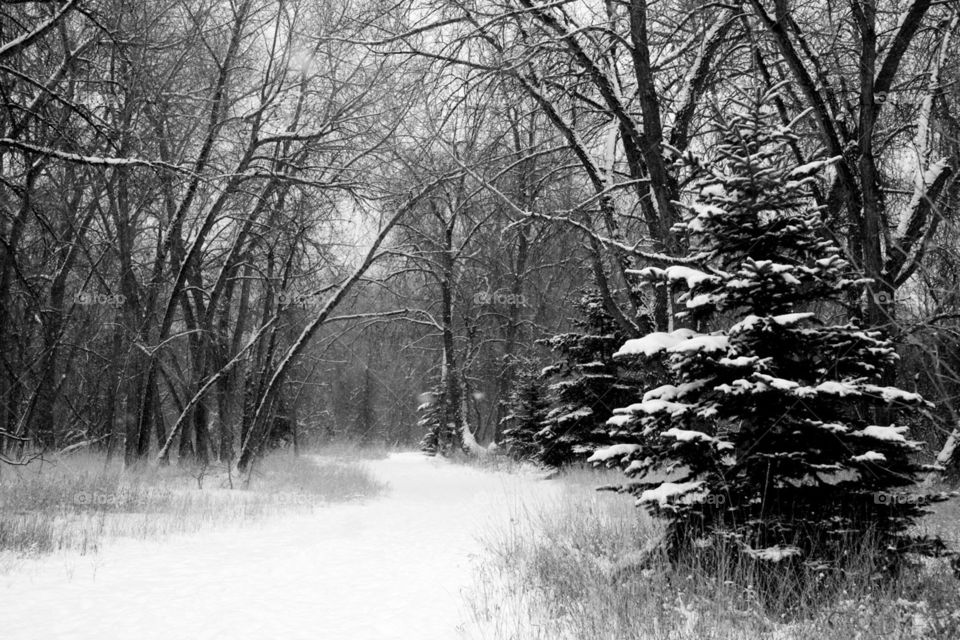 Winter Wonderland. A lovely outdoor winter scene in the woods with a pine tree in the foreground. Captured during a snowy winter morning.