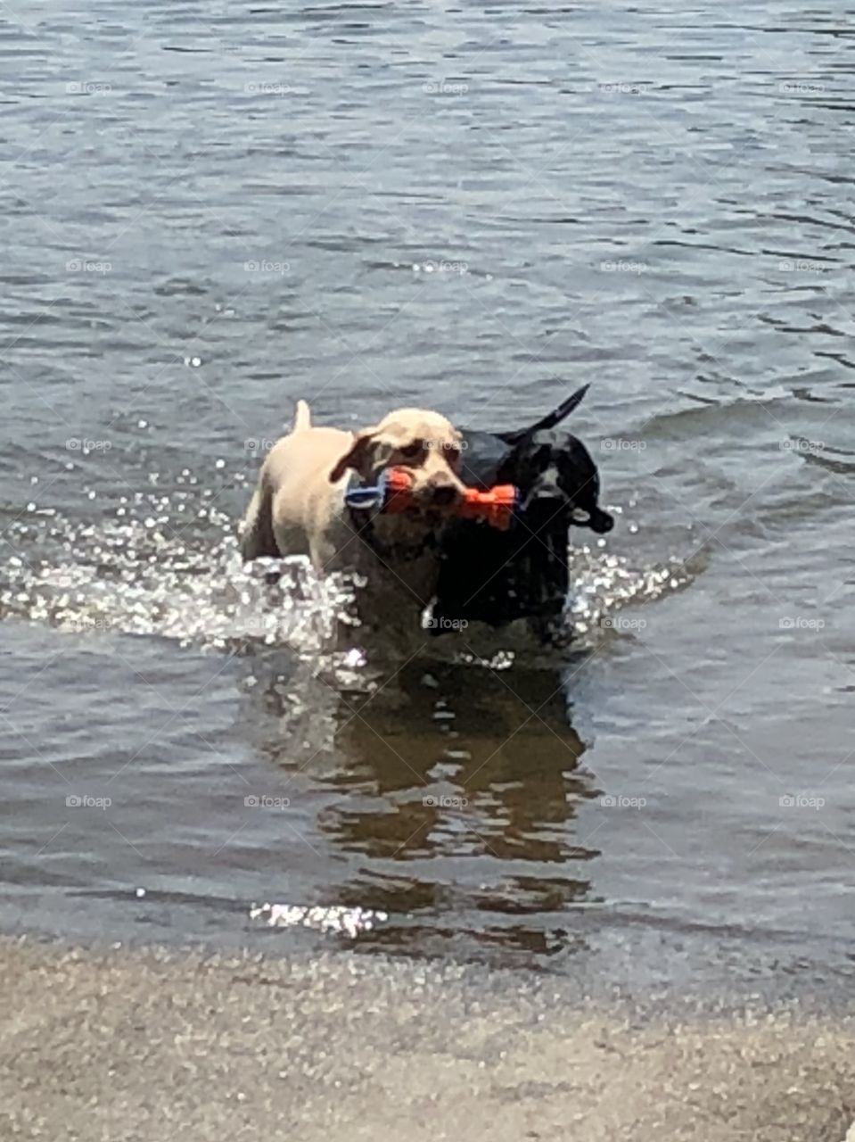 Two rescued retrievers sharing the responsibility of lake rescue with great enthusiasm-