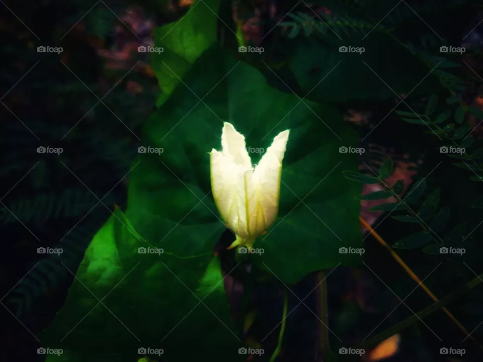 flower