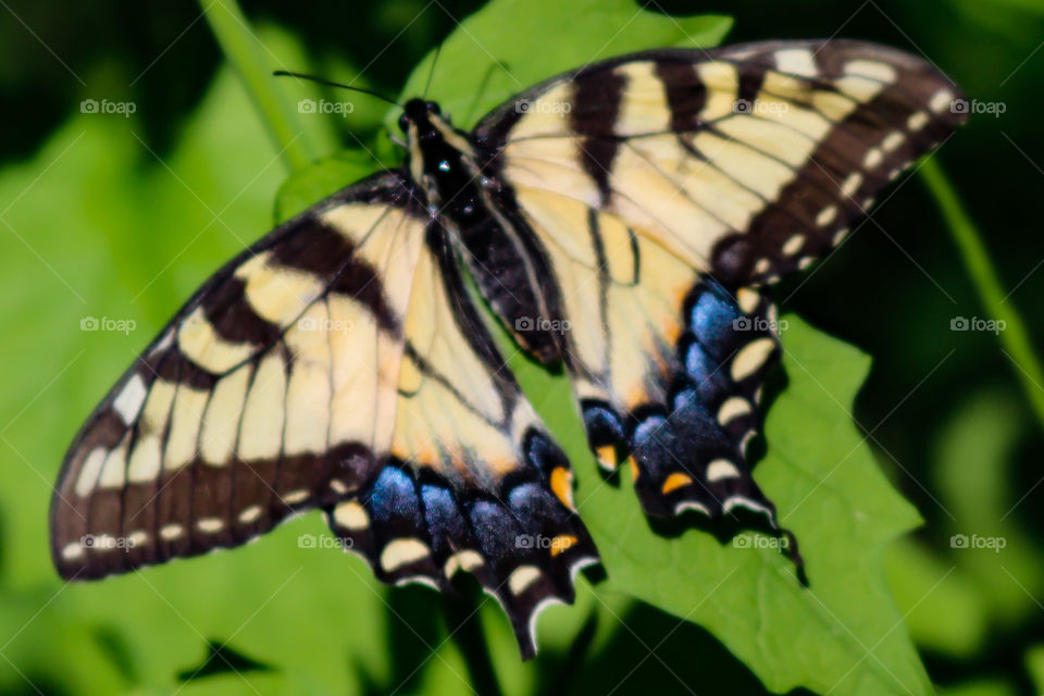 Yellow Tiger Swallowtail Butterfly