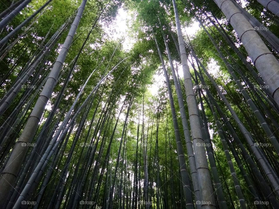 Bamboo forest